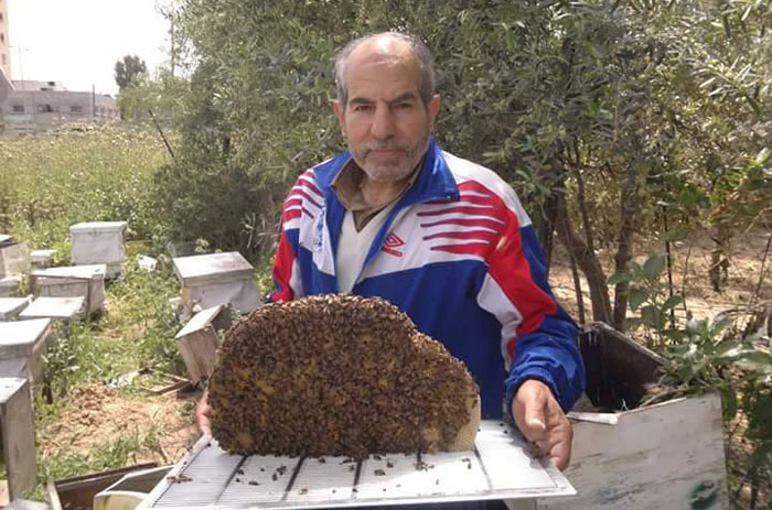 العلاج بلسعات النجل في غزة - العلاج بسم النحل في غزة - صورة 1