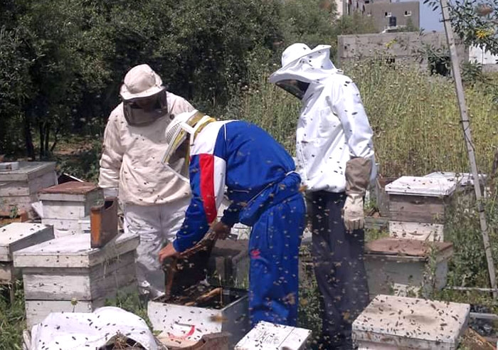 العلاج بلسعات النجل في غزة - العلاج بسم النحل في غزة - صورة 3